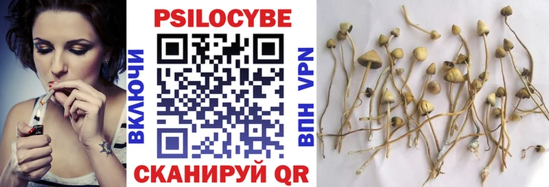 Купить  Ветлуга  Псилоцибиновые грибы Psilocybe 